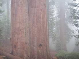 Foggy Redwood/9400972