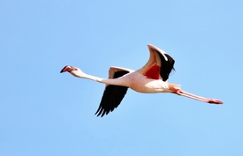 Flamingo im Flug/12822847